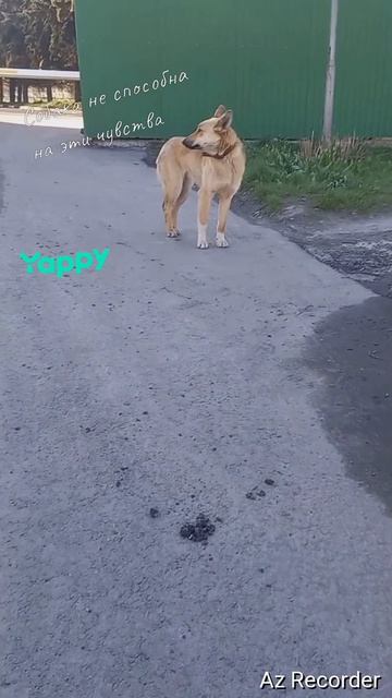 #психологиясобак #всеособаках