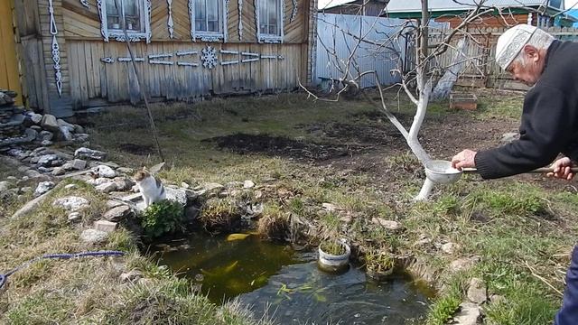 С котом фонтан запустили