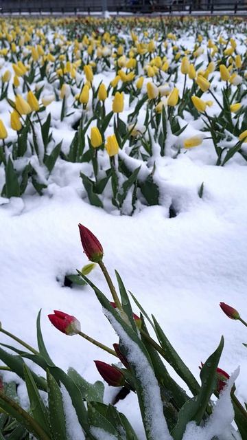 Тюльпаны и снег в Москве 28 апреля