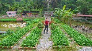 Собранные с грядок свежие овощи продаю. Удобряю грядки и выращиваю новый урожай. Серия 98. Ли Фук Ви