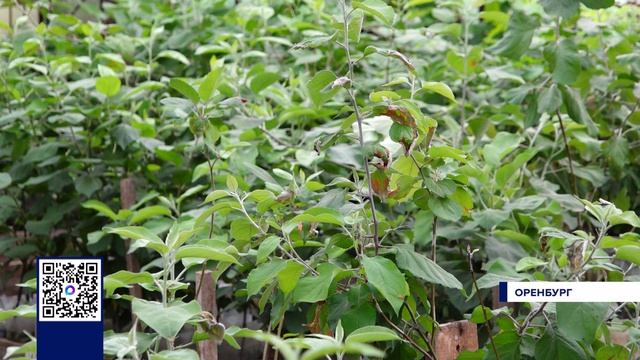 САДОВОДЫ ОРЕНБУРГА ГОТОВЫ К СЕЗОНУ