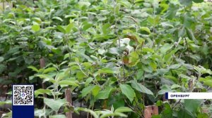 САДОВОДЫ ОРЕНБУРГА ГОТОВЫ К СЕЗОНУ