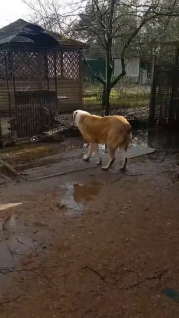 Аристократичный САО Барсик 🍀ищет 🏠❗Пост в описании 🎥 #собака #сао #алабай #любовь #счастье #друг