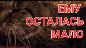 Мой китуша Тишка