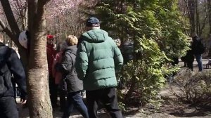 Цветение сакуры, Бирюлевский дендропарк, Москва, апрель 2026