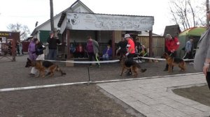 юниоры стандарт суки