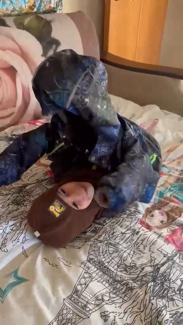 МАЛЕНЬКИЙ ШОУМЕН