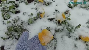 На бульваре Анкудинова в Южно-Сахалинске. 7 мая 2025 года.mp4