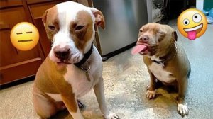 Вы будете смеяться сильнее, чем ожидаете 🤣 Самые смешные собаки 2026 года