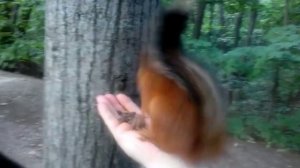 Белка-друг.