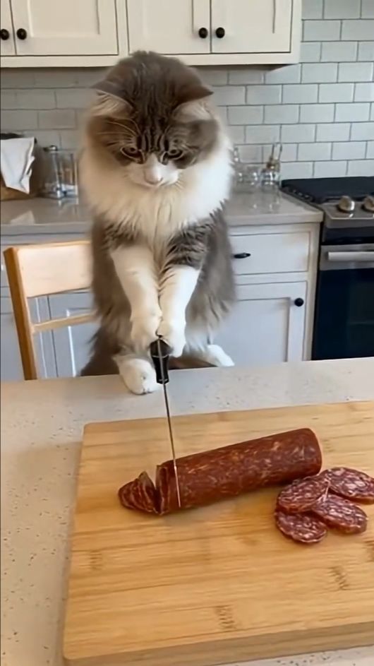 Когда забыл покормить кота