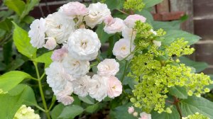 Август в Саду 14 августа 2025 часть 8