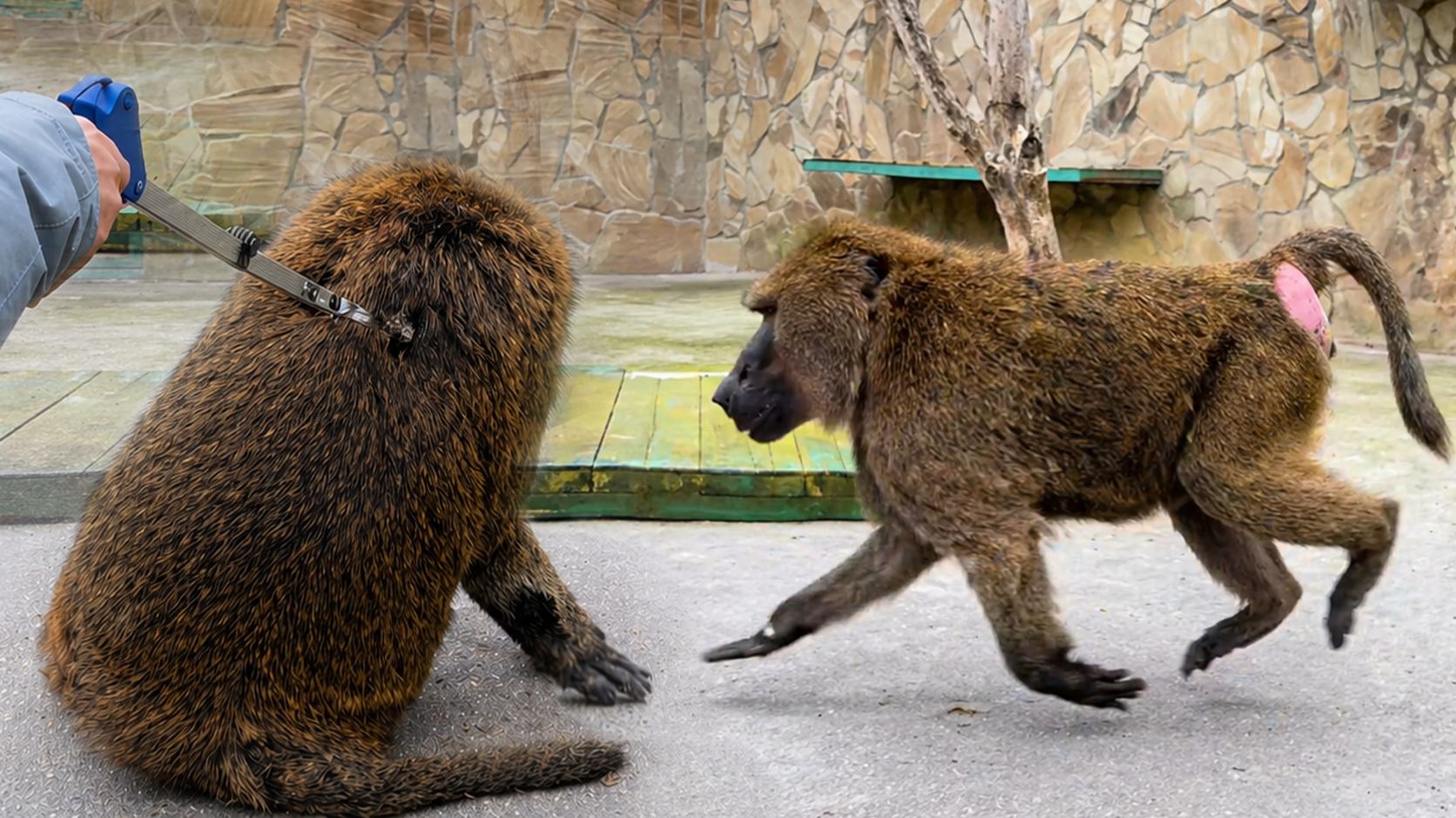 Бежит на ПЫТКУ ГАЛОПОМ! Зрители 