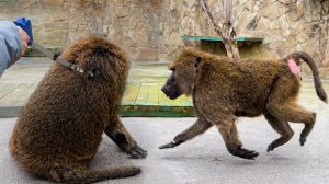 Бежит на ПЫТКУ ГАЛОПОМ! Зрители «угрожают», а Рокки счастлив от этих мучений! Дрессура анубиса!