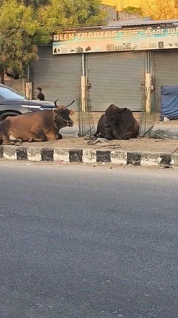 Южная Индия. На развилке центральной улице в Пудучерри отдыхают коровы