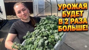 Жалею, что раньше так не сажала ТОМАТЫ! Теперь ТОЛЬКО ТАК, урожая в 2 раза больше!