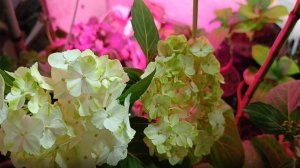 Ждём тепла. В избушке тесно. В теплице холодно