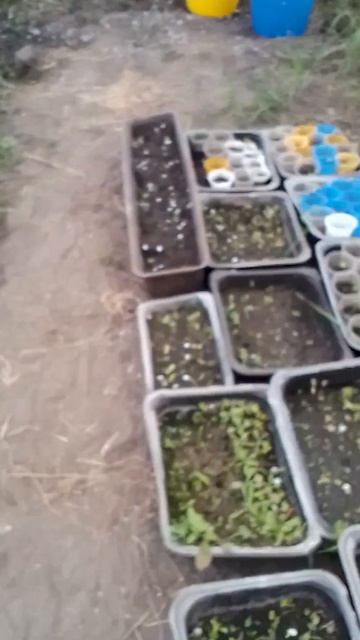 Убийца - садовник