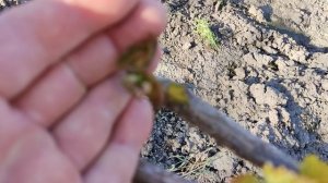 ЗАМОРОЗКИ НА ВИНОГРАДНИКЕ!!!😔КРАСНОДАРСКИЙ КРАЙ! Telegram, WhatsApp, Vlber и MAX +79528400417.