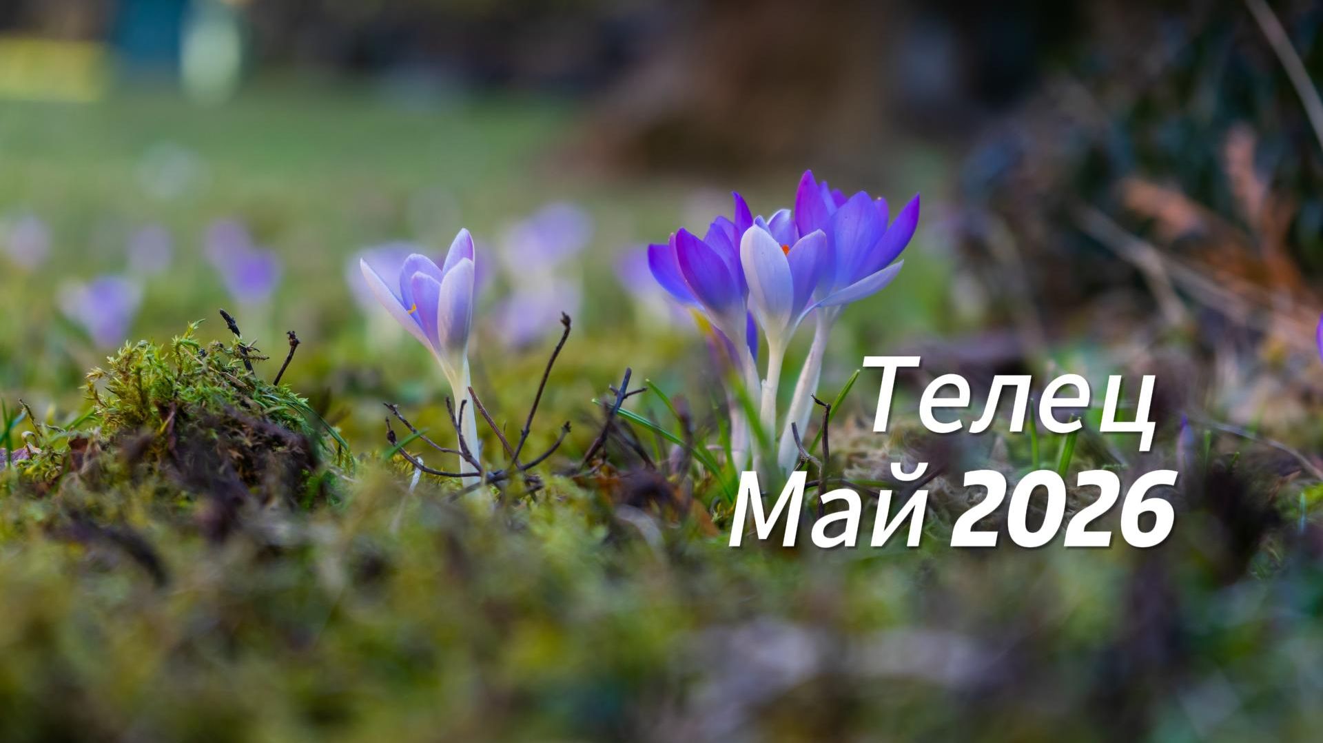 Прогноз для Тельцов на Май 2026