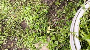 ПТИЧКИ - ОЦЕНИЛИ 🐓🐓🐓. Триммер в работе.