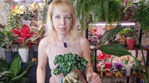 Пересадка адениума барашек