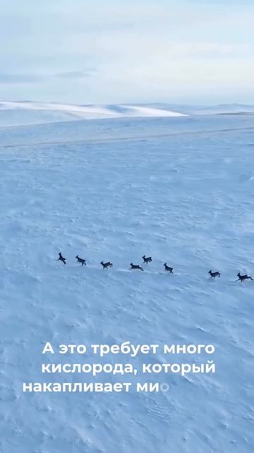 Теперь ты знаешь. 🥩