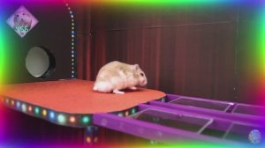 Приключения хомяков в лабиринте! 3