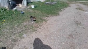 Деревенский кошки 😃❤️