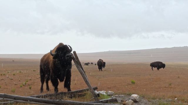 Бизоны острова Антилоп: Дикая природа Юты