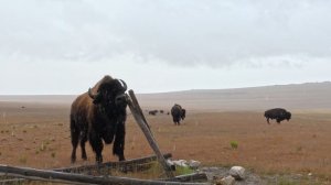 Бизоны острова Антилоп: Дикая природа Юты