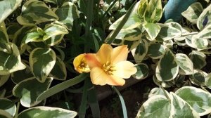 Что нового в моем цветнике?