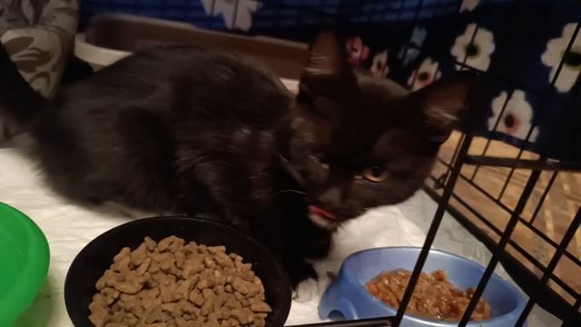 Вот он храбрец, которого подкинули на гаражи, а взрослые коты гоняли. Поэтому мальчишка застрял межд