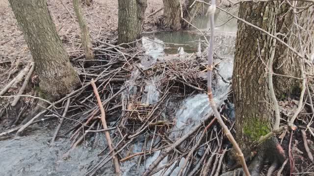 У лесной речки