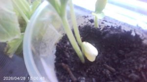 Посев кабачков сорта Зебра дал целых четыре растения !