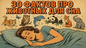 Вопросы про животных, что приходят перед сном! Слушай, чтобы уснуть