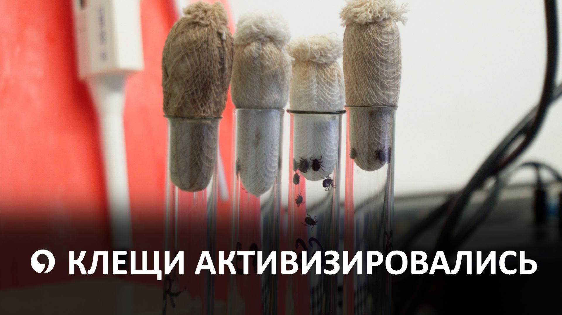 Клещи: активность, заболевания и профилактика