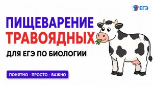 ПИЩЕВАРЕНИЕ ТРАВОЯДНЫХ ДЛЯ ЕГЭ ПО БИОЛОГИИ