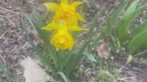 Огородные дела, снег в конце апреля.