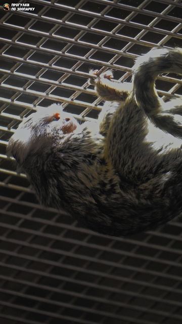 Детёныш игрунки зацепился за потолок. Ленинградский зоопарк