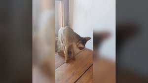 АДЭЛИЯ АБИО Питомник абисинских кошек «Абио «