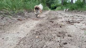 Жуки разошлись.mp4