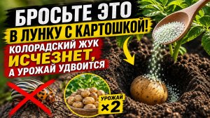 БРОСЬТЕ ЭТО В ЛУНКУ С КАРТОШКОЙ! Колорадский жук исчезнет навсегда, а урожай удвоится!