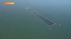 227 ТЫСЯЧ ТОНН ТИХООКЕАНСКИХ ЛОСОСЕЙ РАЗРЕШАТ ВЫЛОВИТЬ ДАЛЬНЕВОСТОЧНЫМ РЫБАКАМ В 2026 ГОДУ • НОВОСТИ