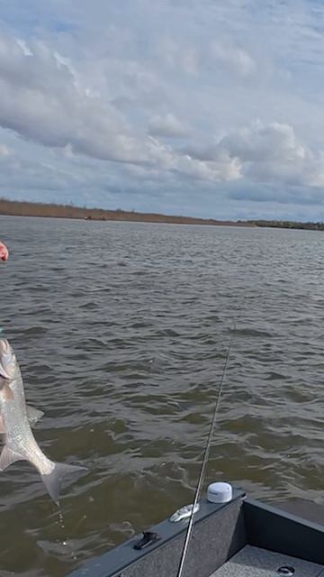 УБОЙНАЯ ПРИМАНКА - ТЕЙЛ СПИНЕР