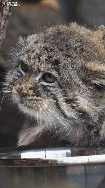 Манул Свэн и его питьевой режим. Ленинградский зоопарк