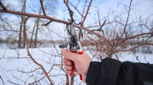 Семинар по обрезке, Мичуринск