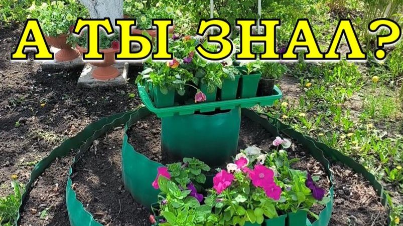 ЦВЕТЫ ВЕСНОЙ: мои многолетники и однолетники 🌺🐝🌻🐞🌼