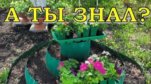 ЦВЕТЫ ВЕСНОЙ: мои многолетники и однолетники 🌺🐝🌻🐞🌼