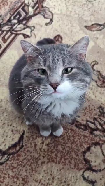 Я посчитал.котбарси котсозвучкой питомцы юмор